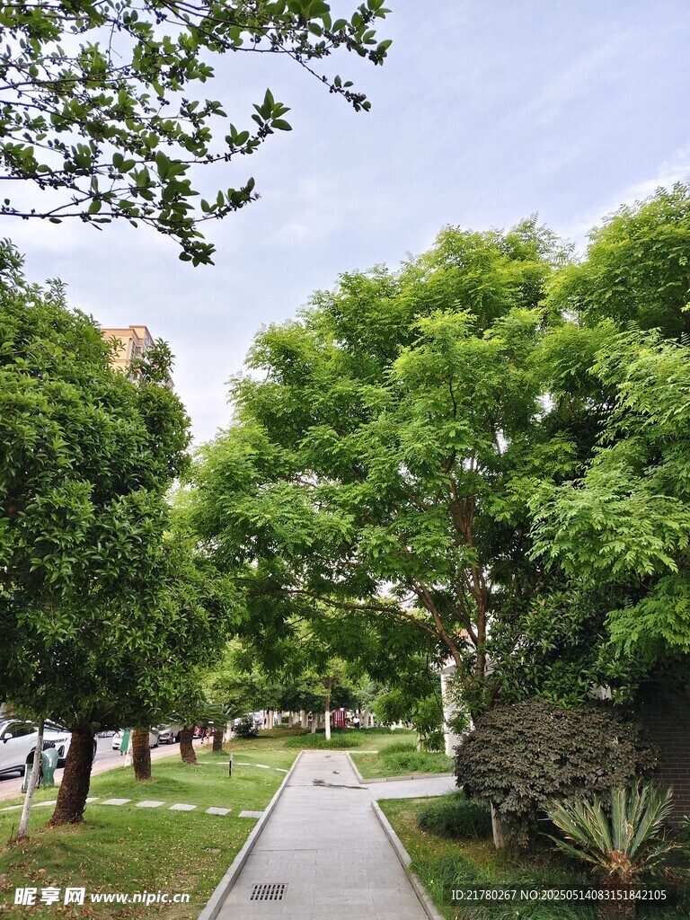 林间幽静小道