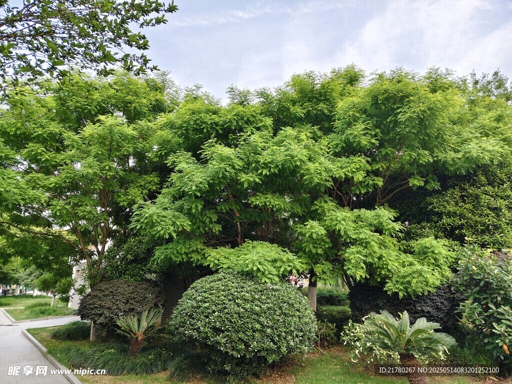 绿意盎然的园林景观