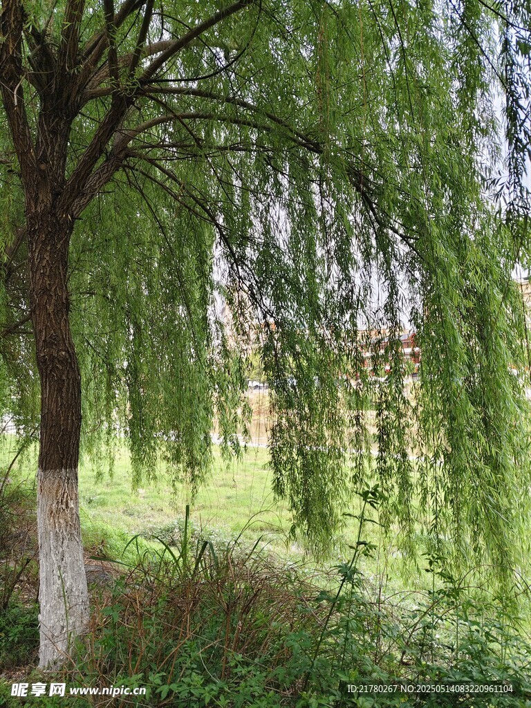 垂柳依依的绿意景致