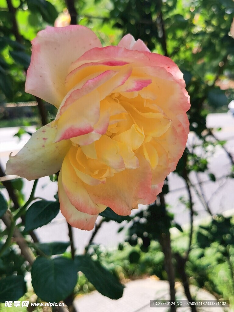 娇艳黄粉月季花绽放