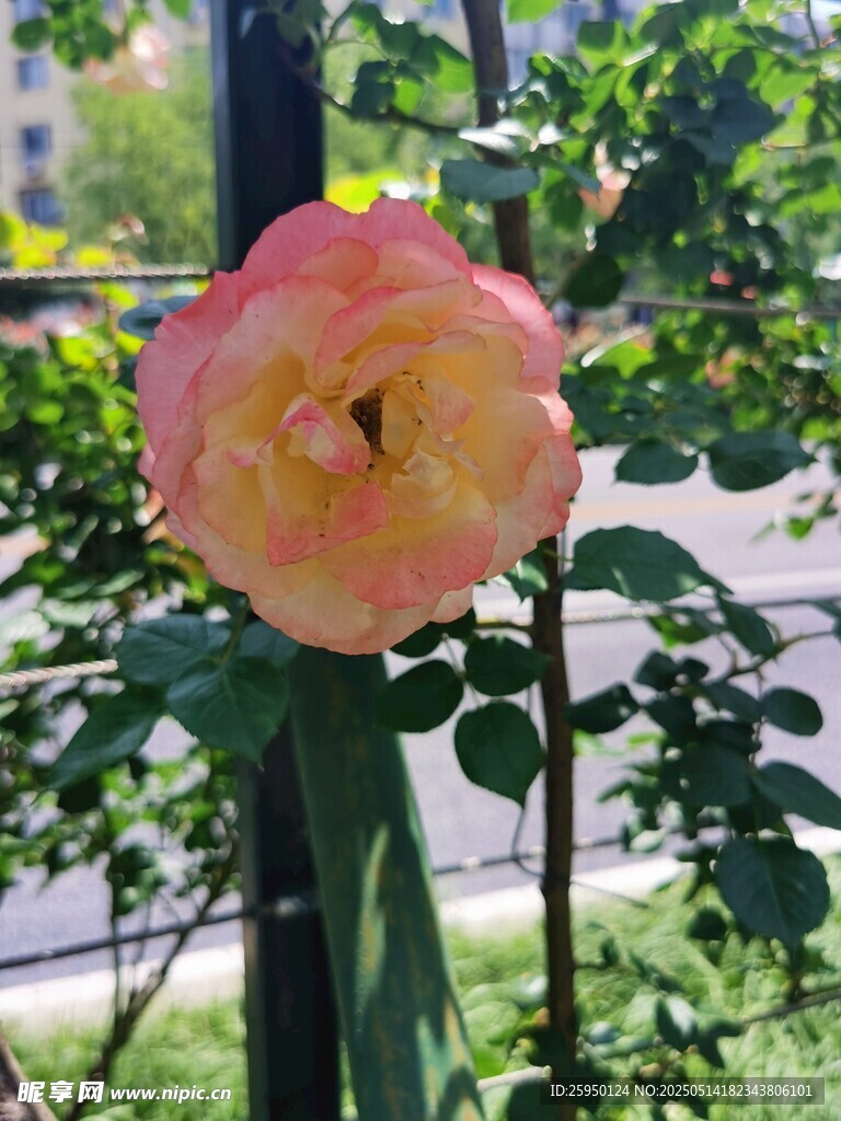 娇艳绽放的粉色月季花