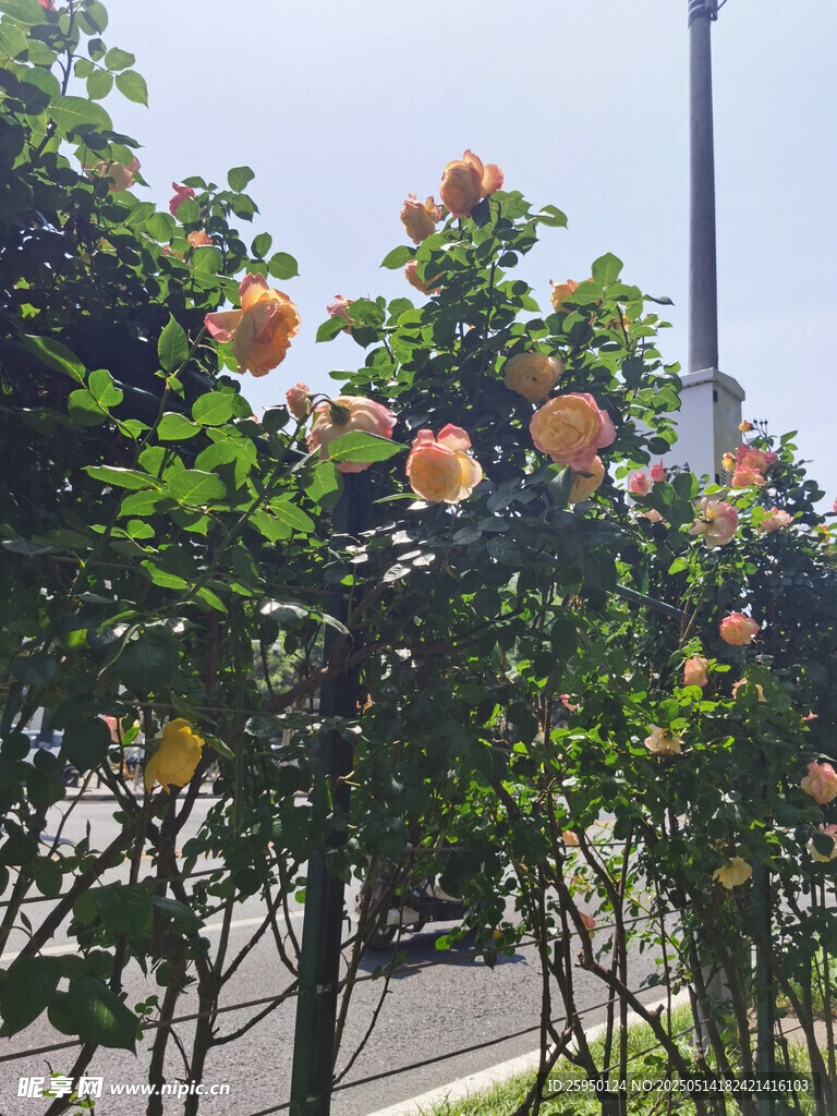 路边绽放的鲜艳花朵