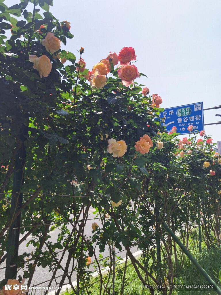 路边盛开的多彩月季花