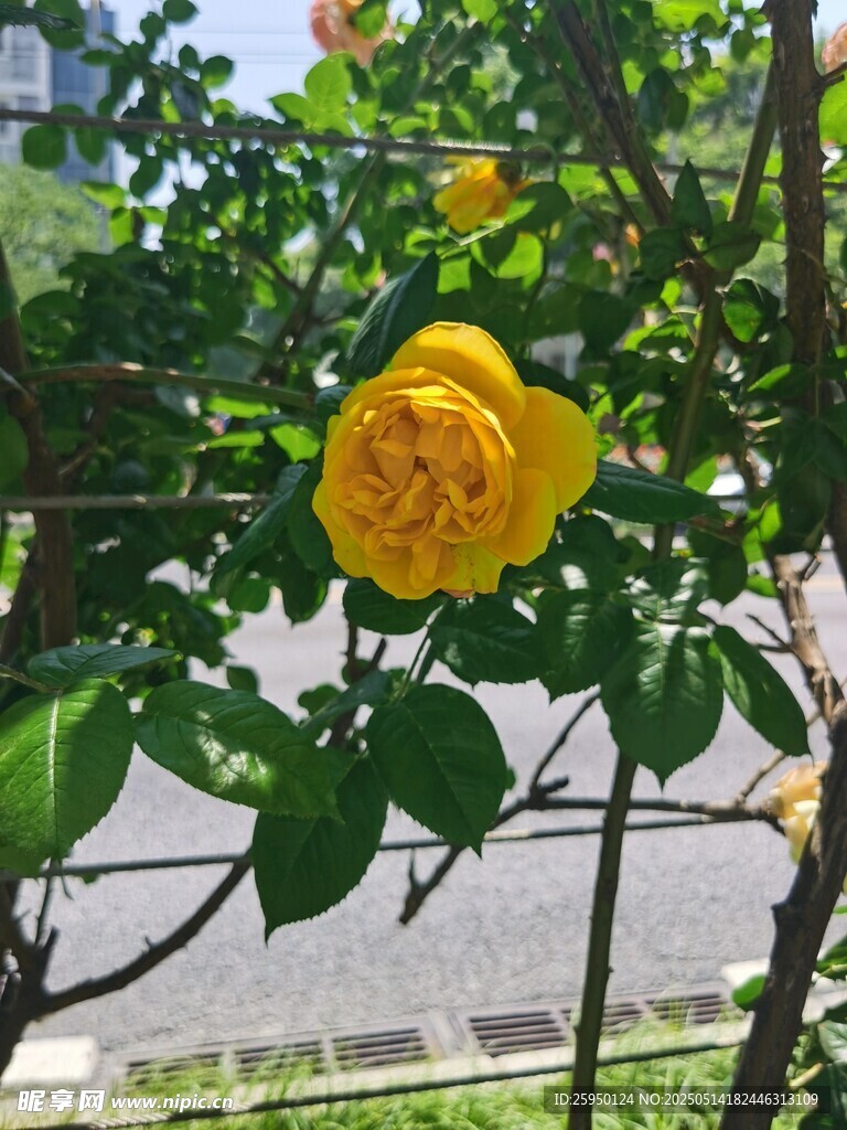 黄玫瑰绽放绿叶间