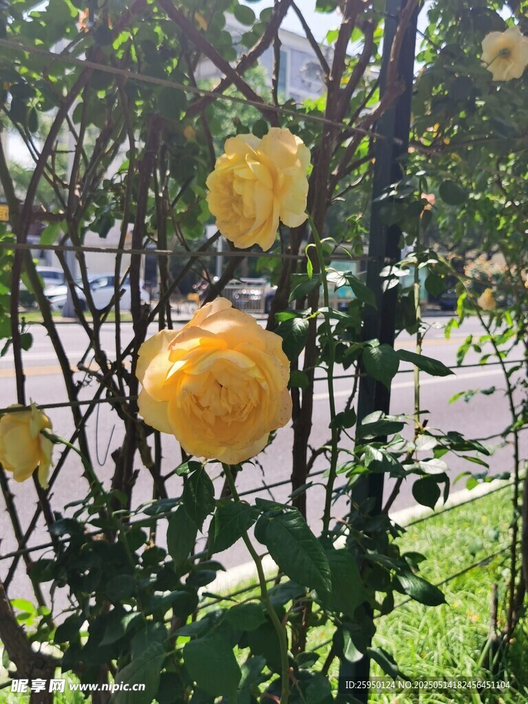 栅栏上绽放的黄色月季花