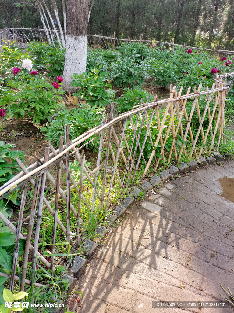 篱笆花墙