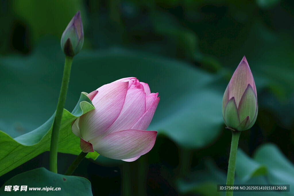 娇艳荷花与待放花苞