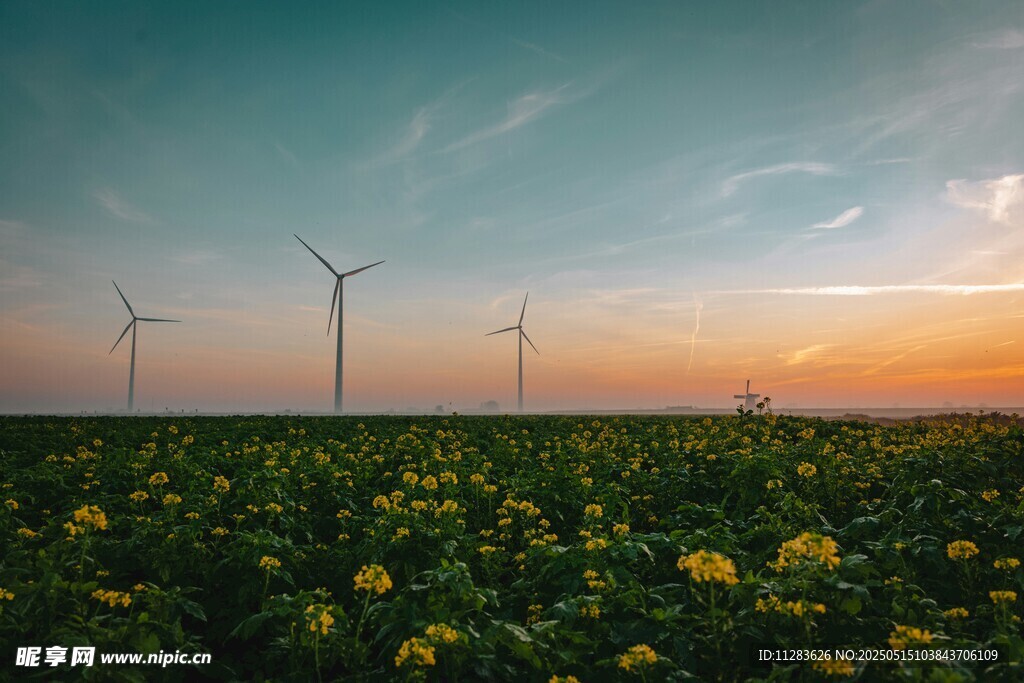 夕阳下风车与花海美景