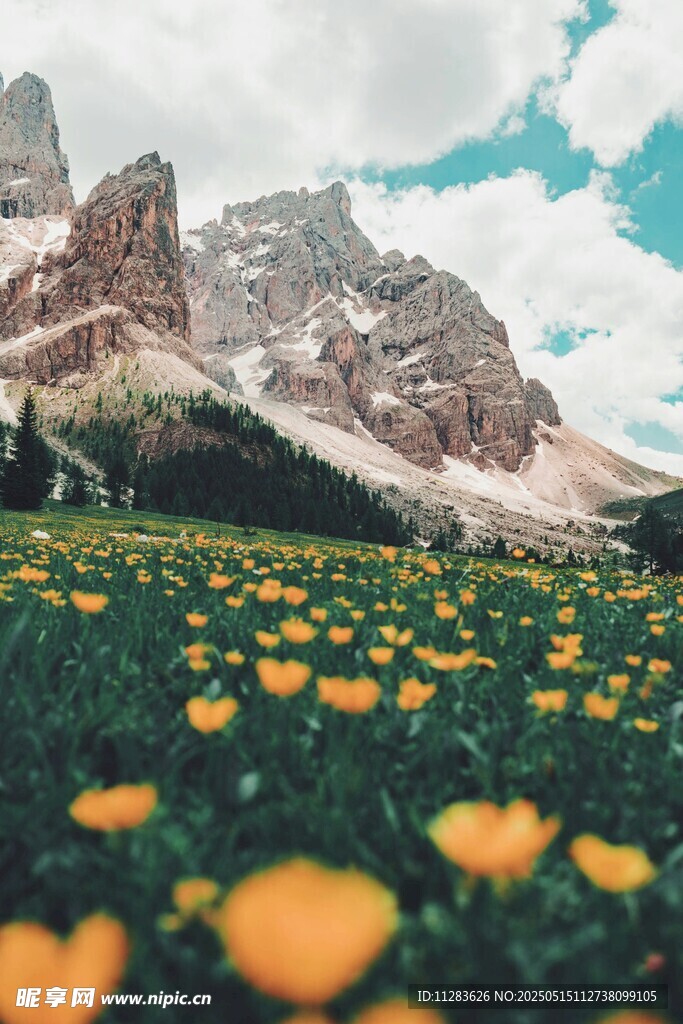 菊花与远山的美丽景致