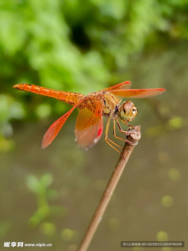 橙红蜻蜓停于细枝
