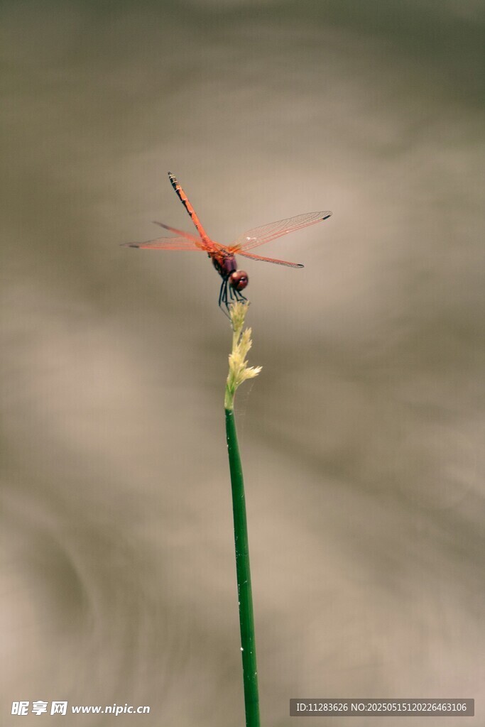 红蜻蜓