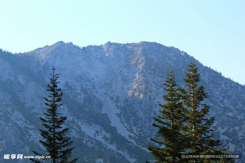 巍峨山峦与挺拔松树