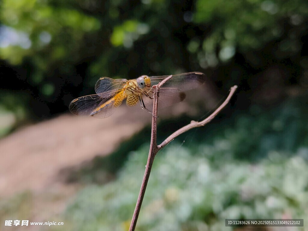 枝头蜻蜓