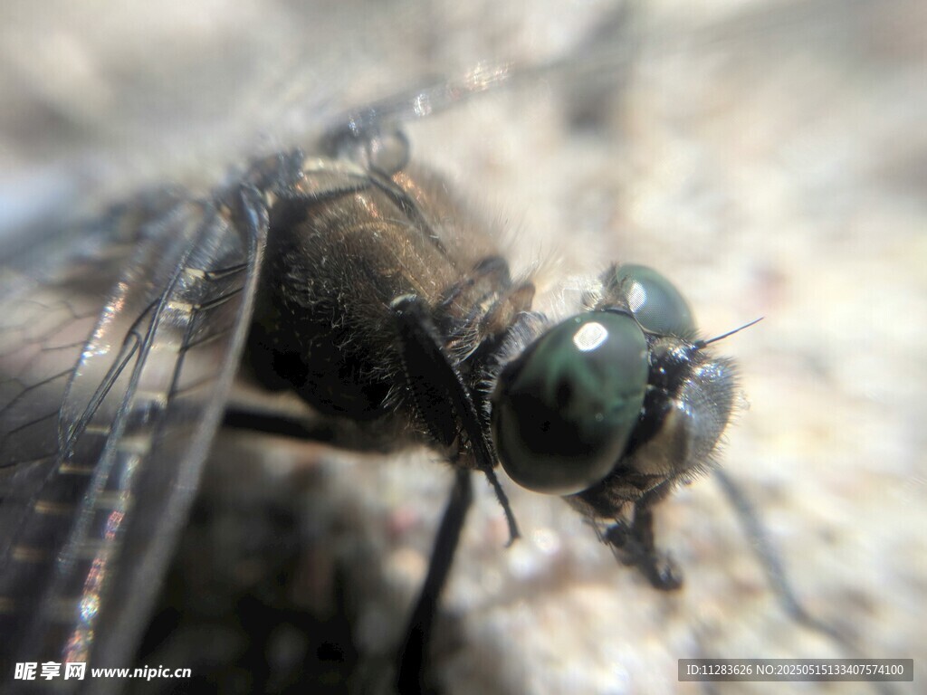 微距下的苍蝇特写