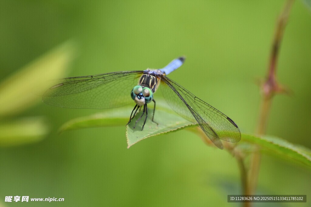 蓝蜻蜓停于绿叶之上