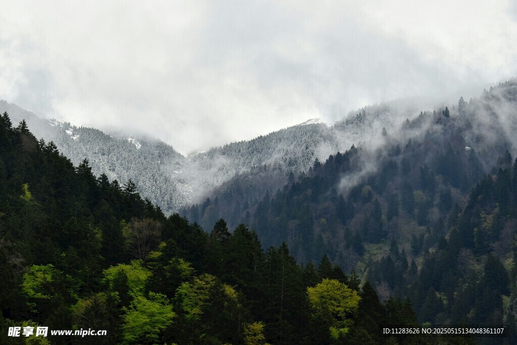 云雾缭绕的山林美景