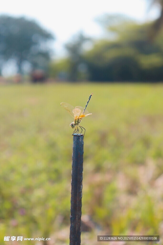 蜻蜓