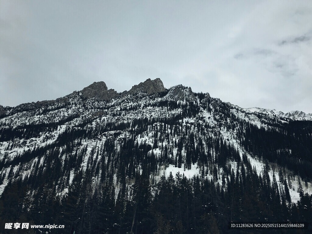 雪山森林景观