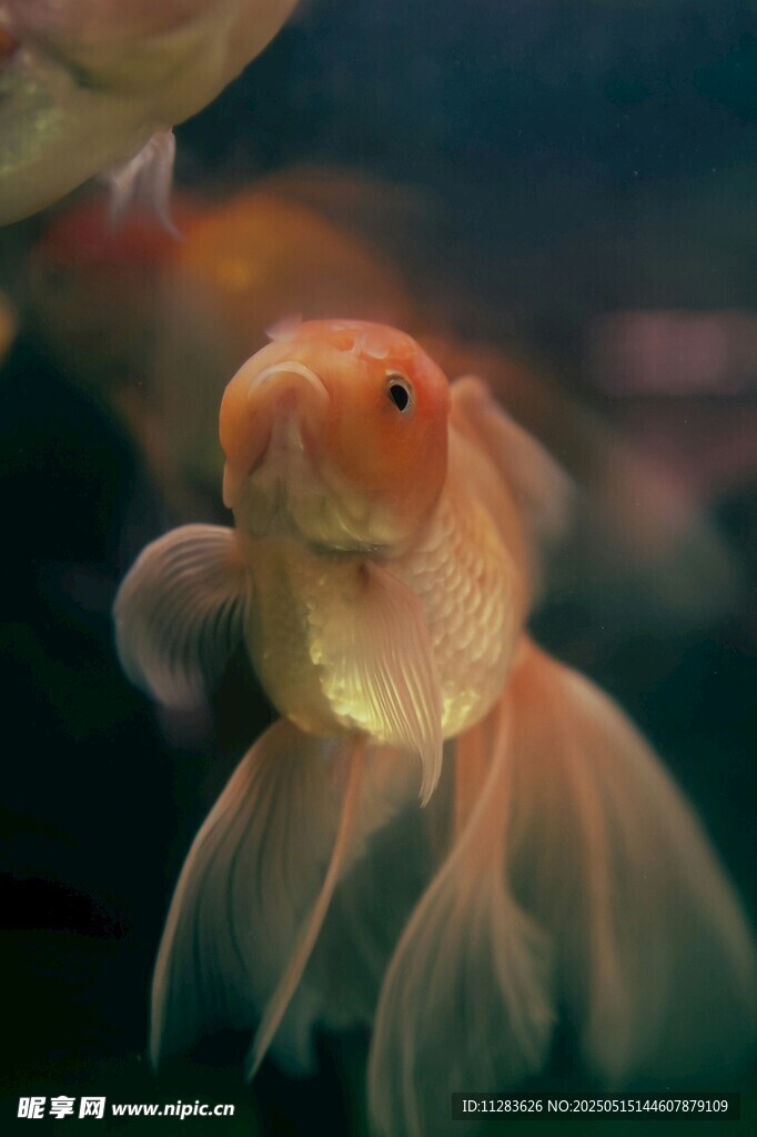 可爱金鱼特写