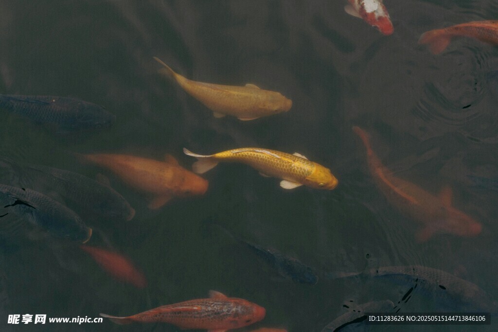 池塘中游动的多彩锦鲤
