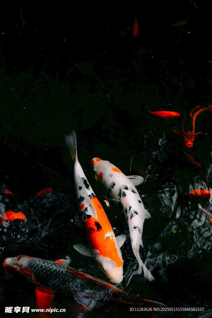 灵动锦鲤水中嬉戏