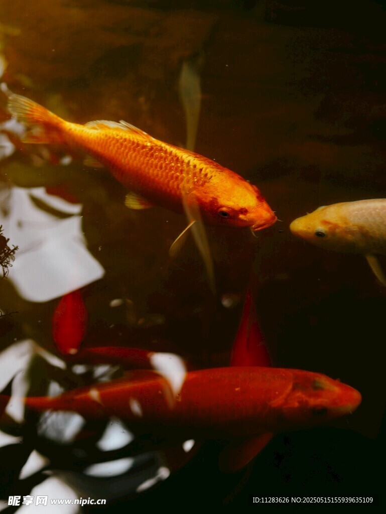 灵动金鱼在水中悠游