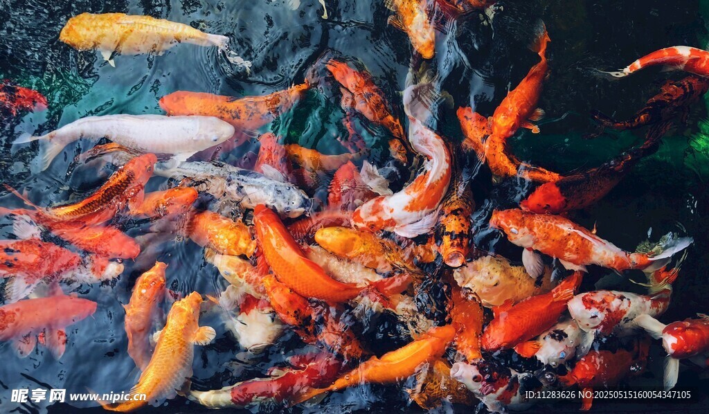 群鲤戏水