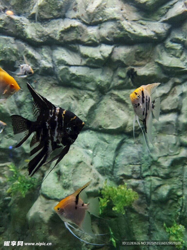 水族箱中的多彩热带鱼