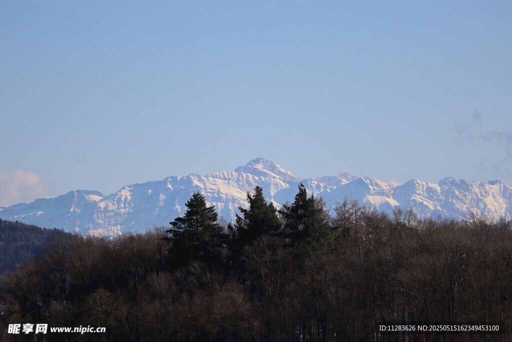 雪山下的森林景致