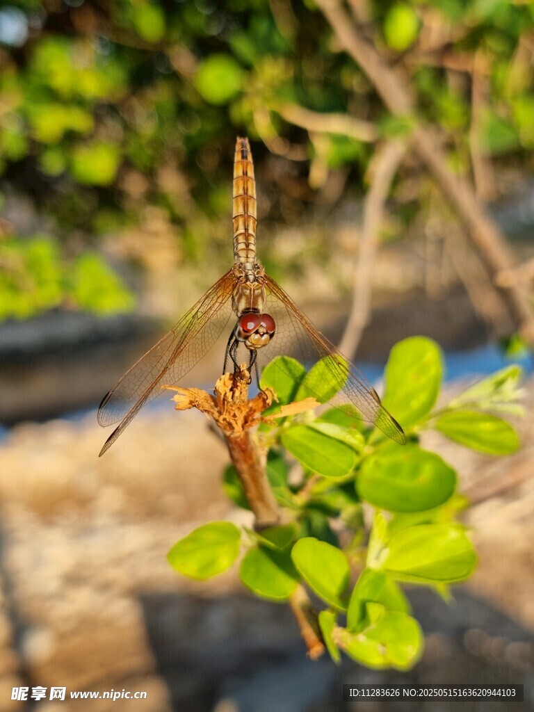 蜻蜓