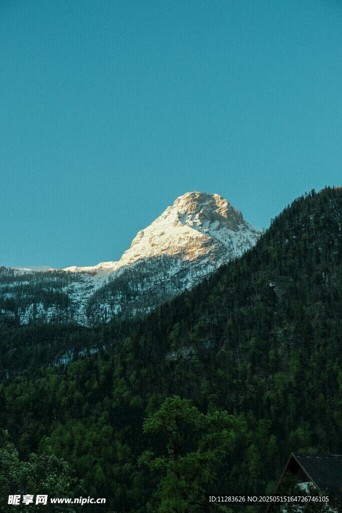 雪山下的葱郁山林