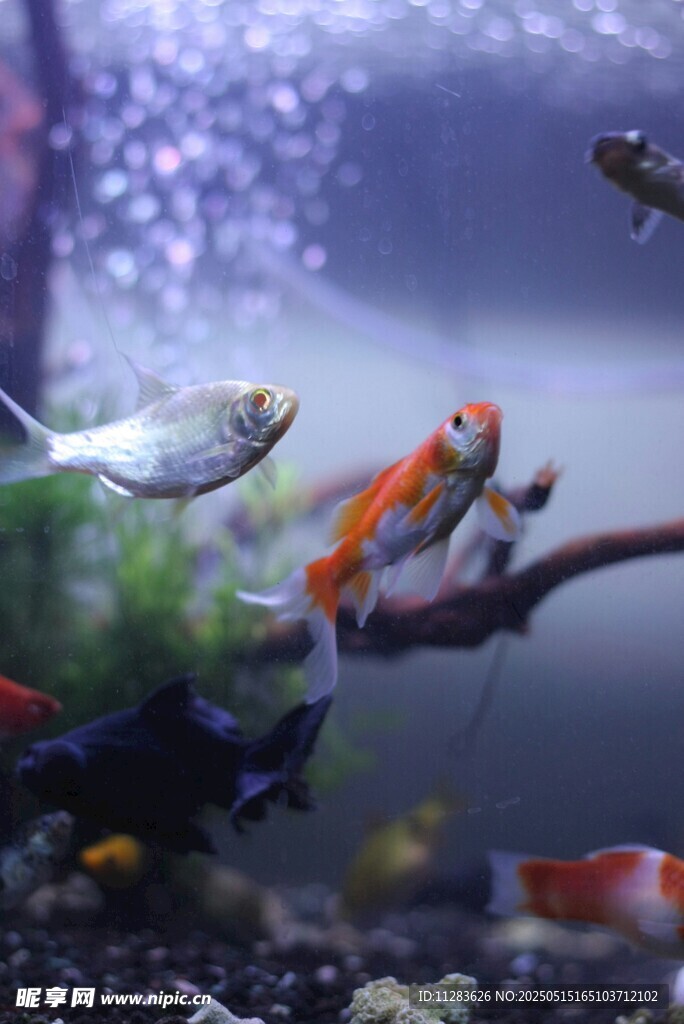 灵动金鱼游弋于水族世界
