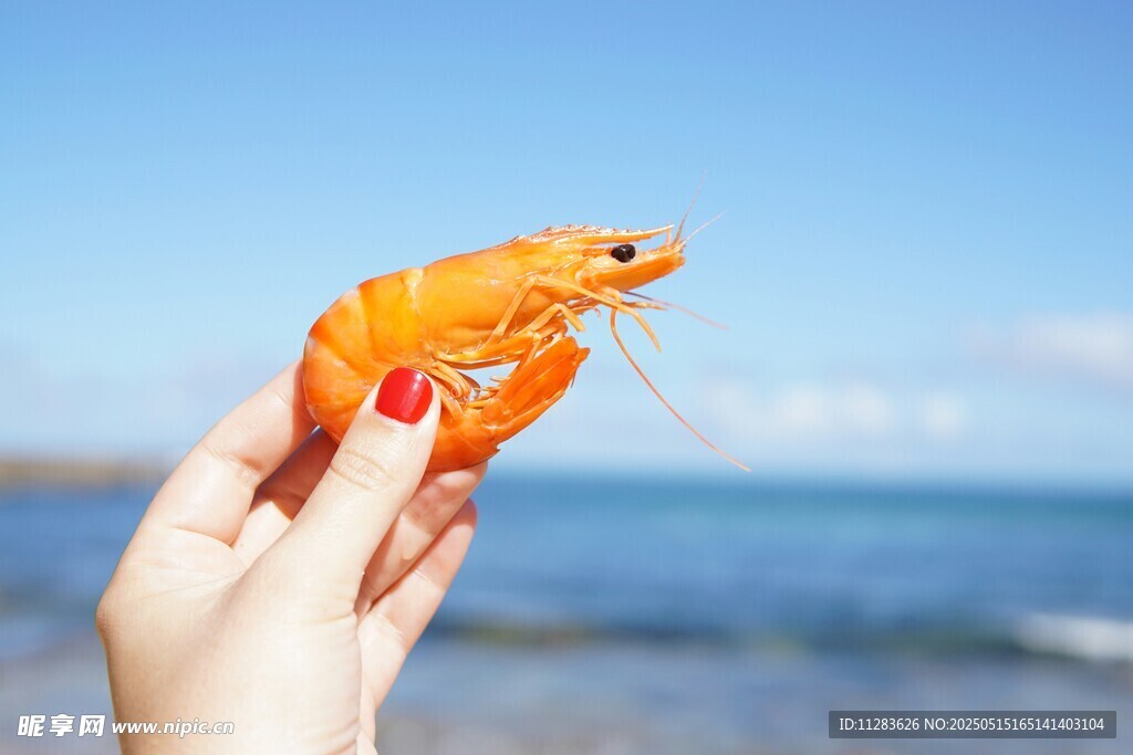 海边手持鲜虾的美丽瞬间