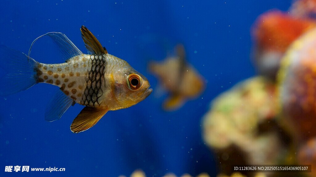 水中游弋的斑点观赏鱼
