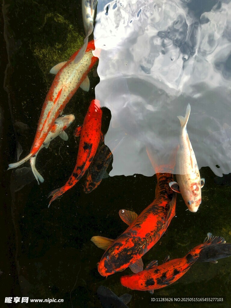 水中锦鲤游弋赏心悦