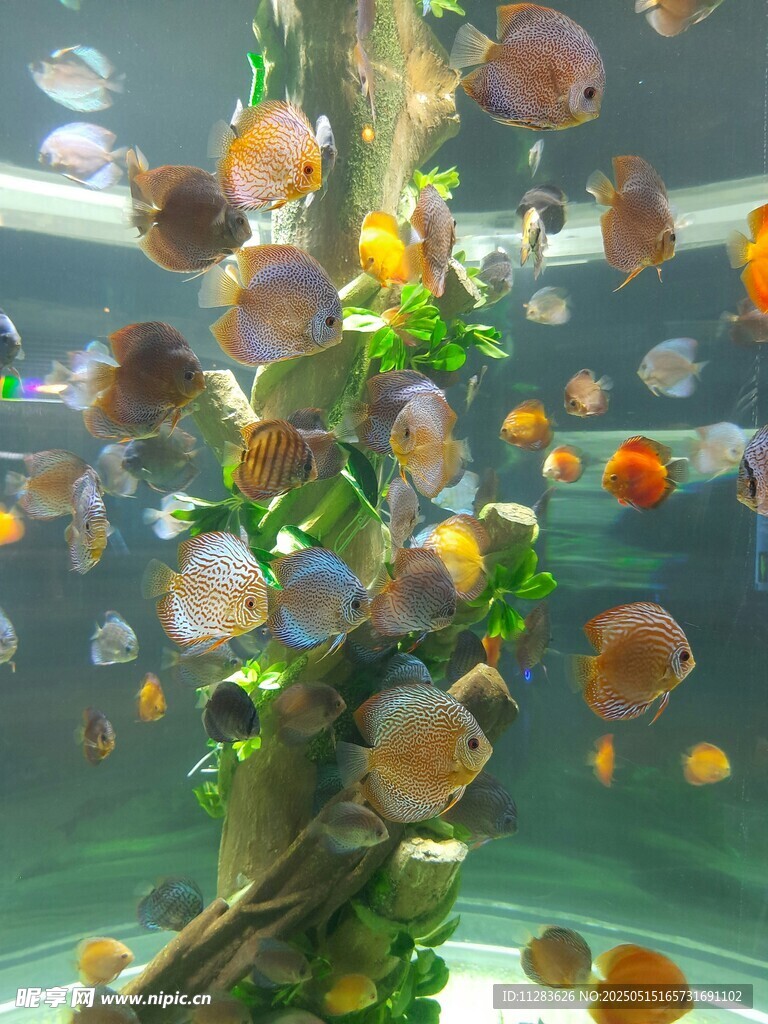 多彩金鱼畅游于水族箱中