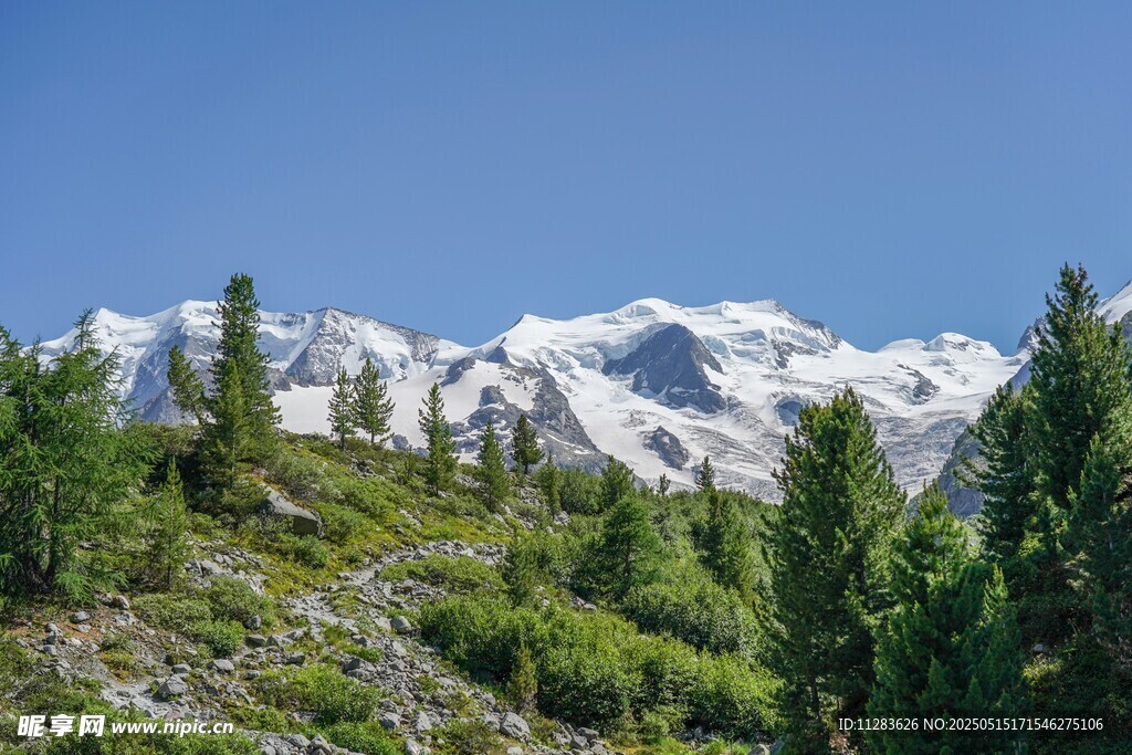 雪山下的葱郁山林