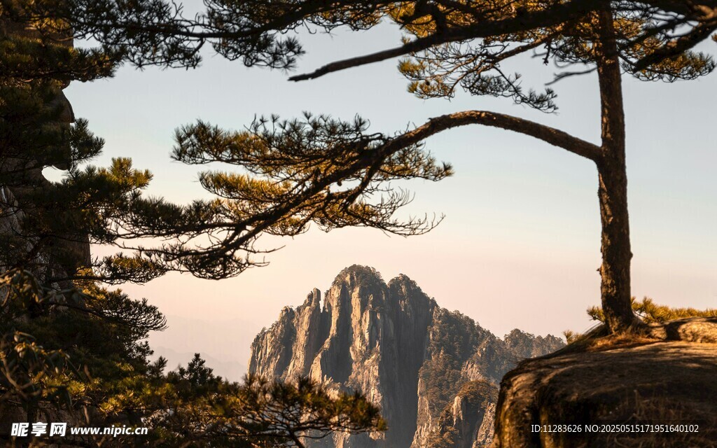 山间劲松伴壮丽峰景