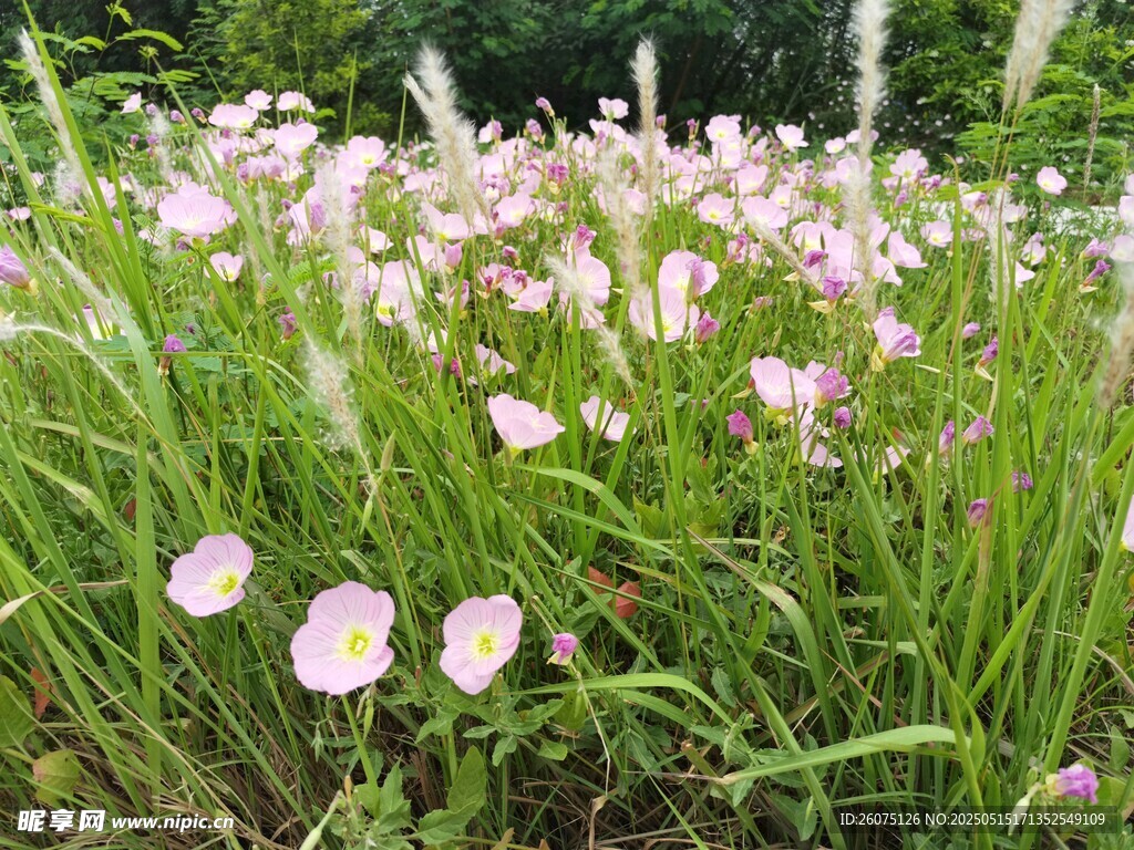 月见花