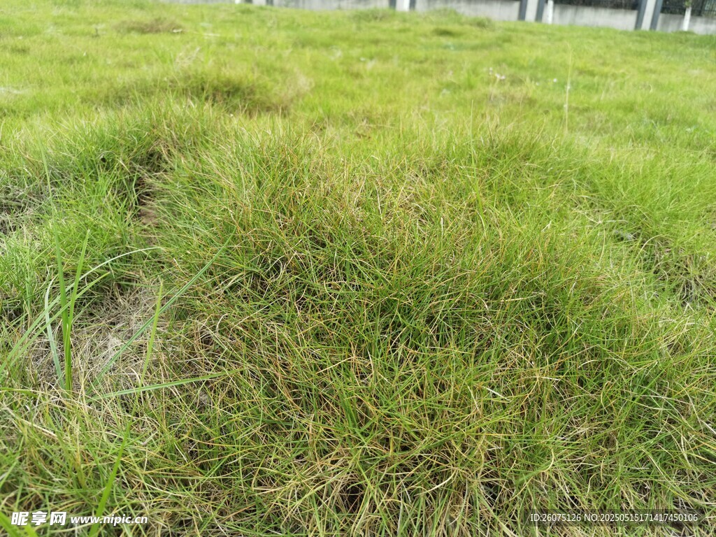 草皮