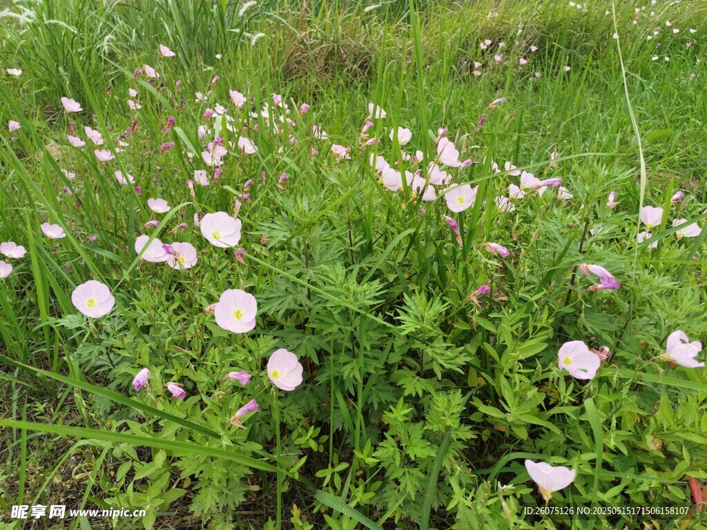 月见花