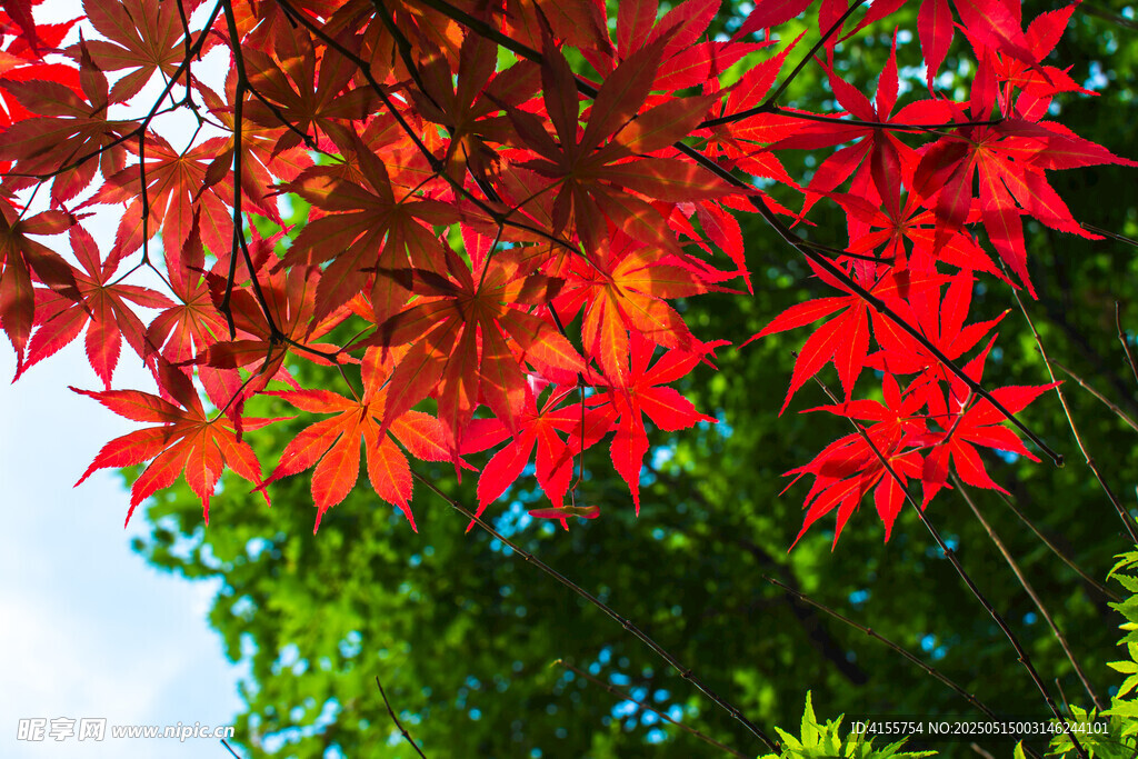 红枫叶的绚丽景致