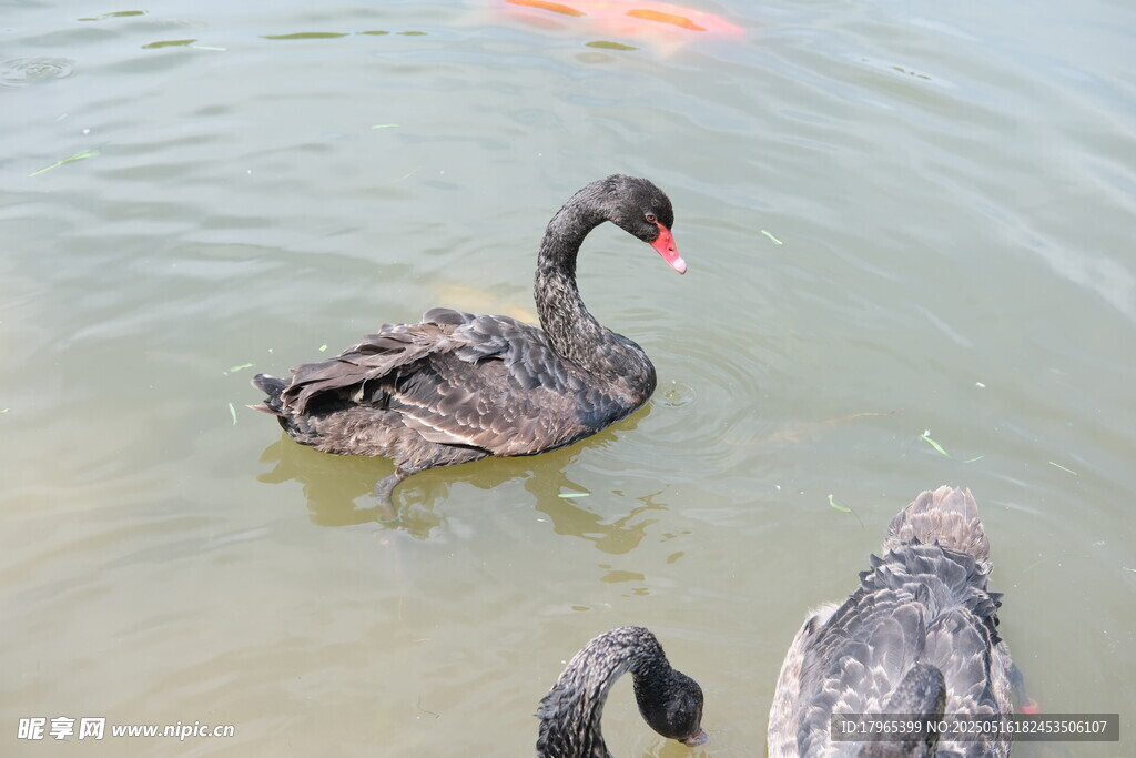 水中黑天鹅与同伴