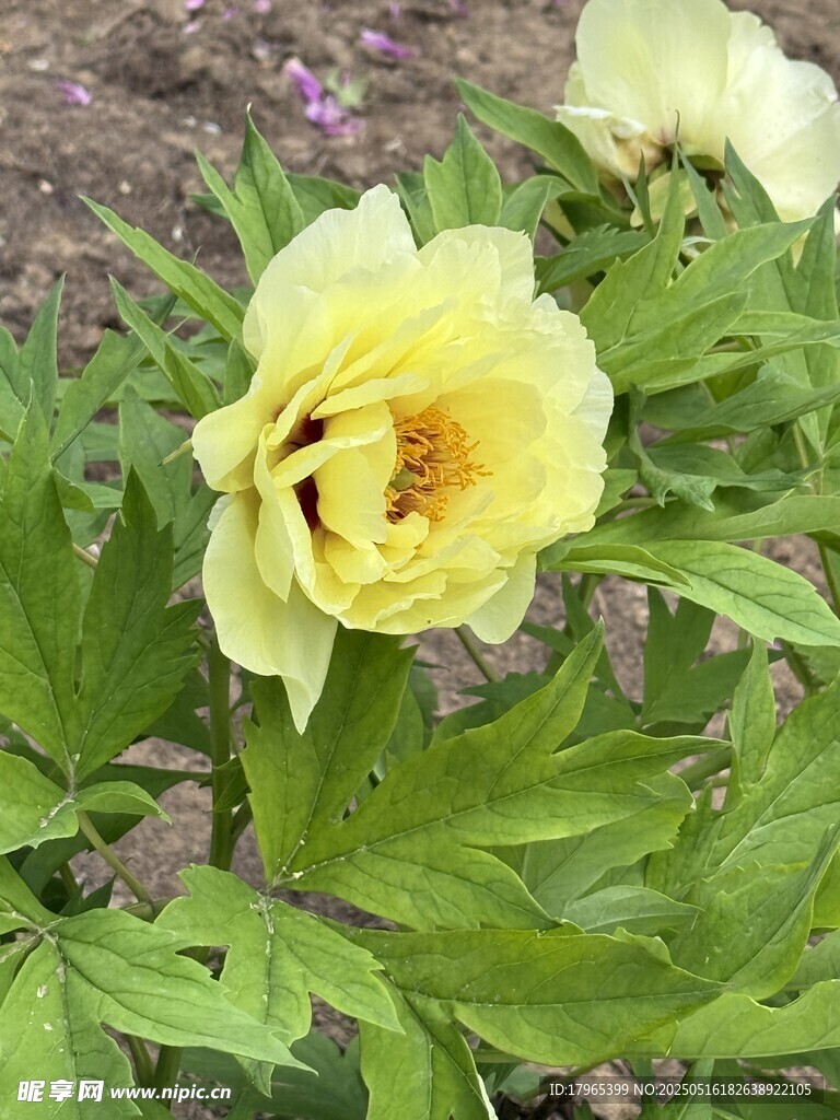 黄色牡丹花特写