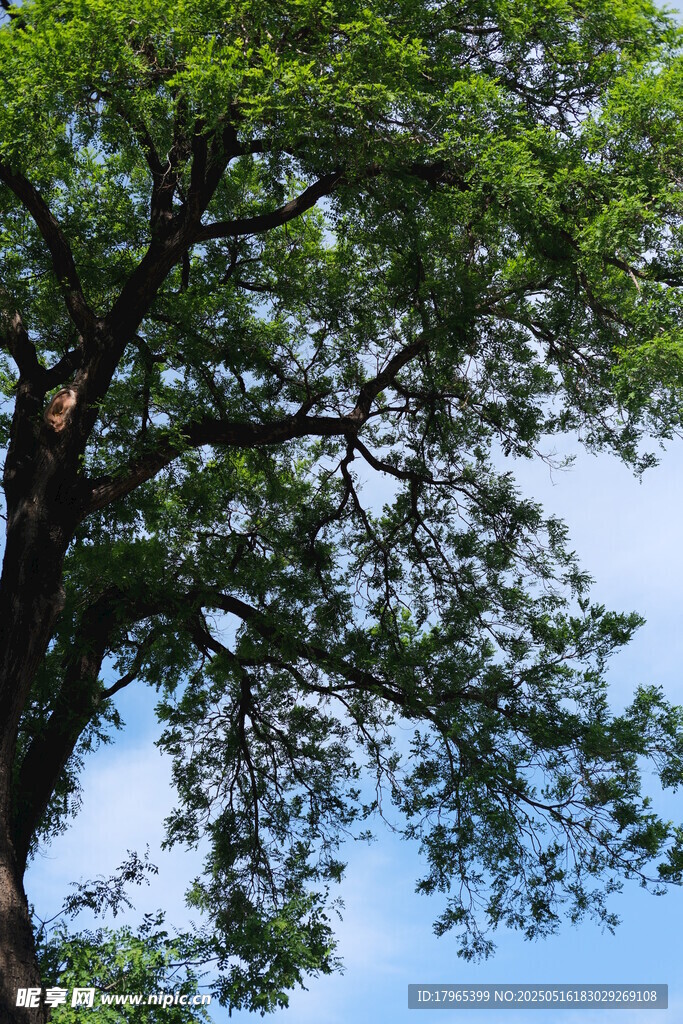 繁茂大树与蓝天相映