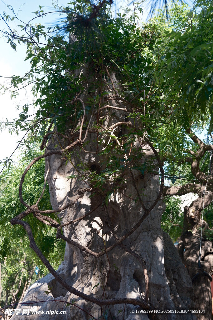 古树下的奇特石雕景观