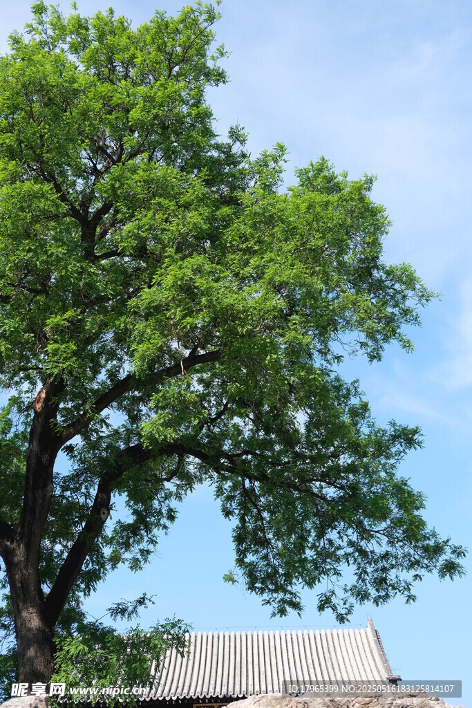 蓝天之下的繁茂大树