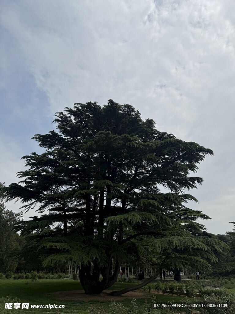 孤树挺立在开阔草地