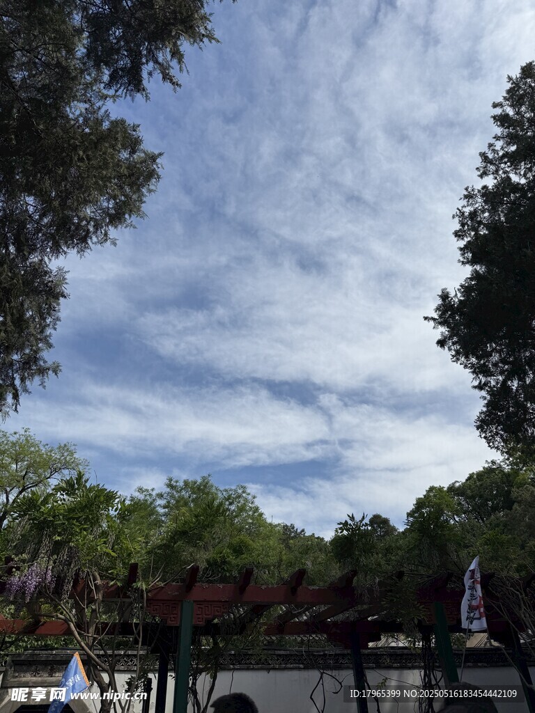 蓝天白云下的绿树景致