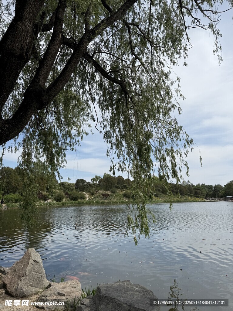 湖畔垂柳风景